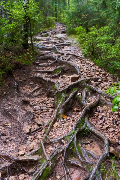 Bereketli Ormandaki Ağaçlardan Çıkan Çıkıntılı Kökleri Olan Manzara — Stok fotoğraf
