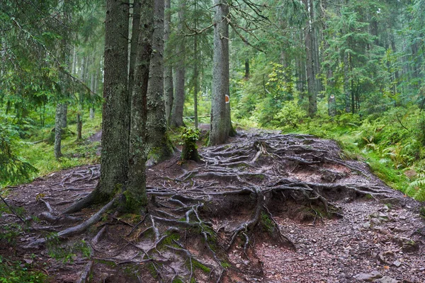 Paesaggio Con Radici Sporgenti Dagli Alberi Nella Lussureggiante Foresta — Foto Stock