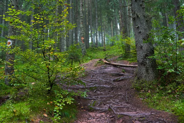 Paesaggio Con Radici Sporgenti Dagli Alberi Nella Lussureggiante Foresta — Foto Stock