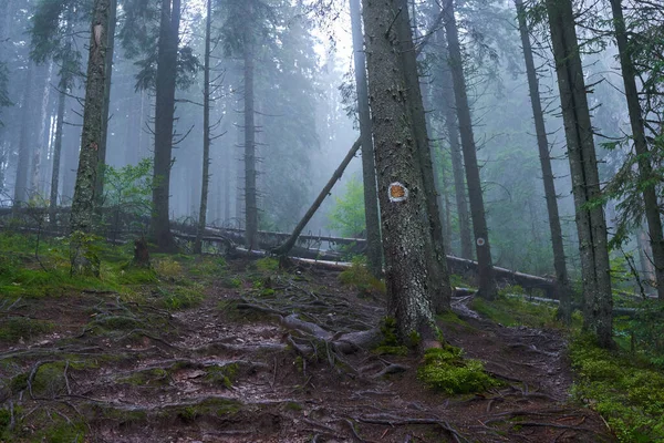 Landschap Met Uitstekende Wortels Van Bomen Het Weelderige Bos — Stockfoto