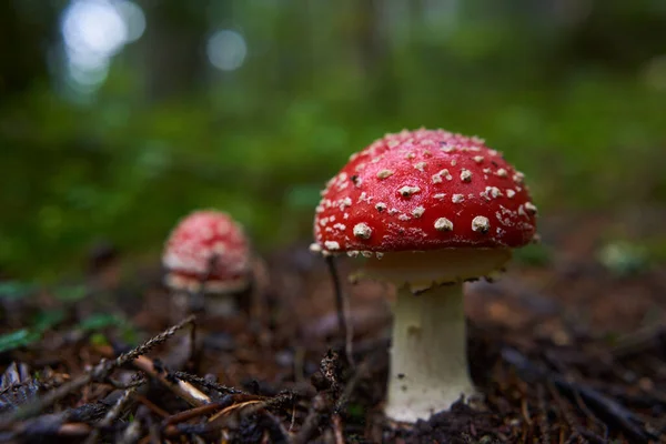 アガリ アマニタ ムスカリア 森の苔の毒キノコを飛ぶ — ストック写真