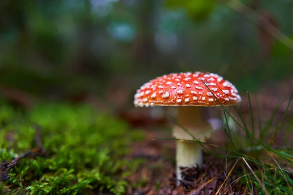 アガリ アマニタ ムスカリア 森の苔の毒キノコを飛ぶ — ストック写真