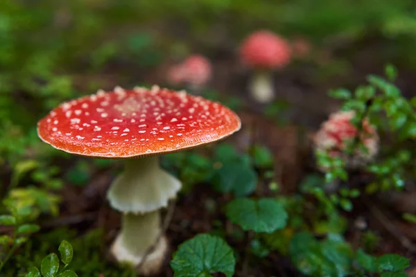 Mosca Agárica Amanita Muscaria Hongo Venenoso Musgo Bosque —  Fotos de Stock