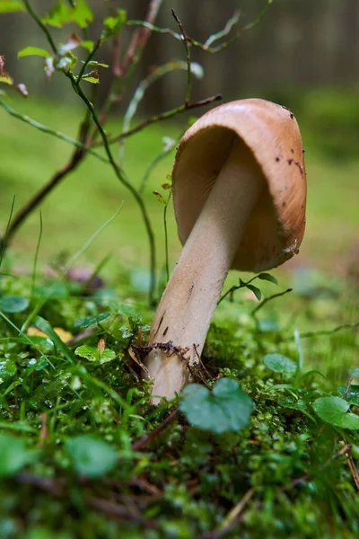 Gros Plan Champignons Parasites Dans Une Vieille Forêt Après Pluie — Photo