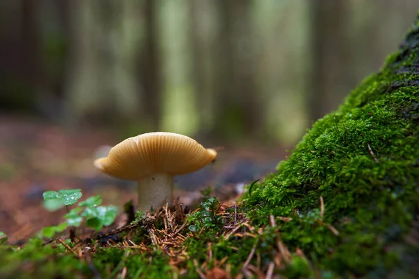 Închiderea Ciupercilor Parazite Într Pădure Veche După Ploaie — Fotografie, imagine de stoc