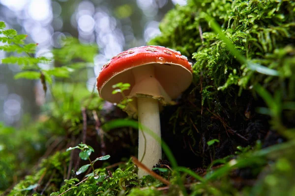 Sinek mantarı, Amanita muscaria, ormandaki yosunlarda zehirli mantar.