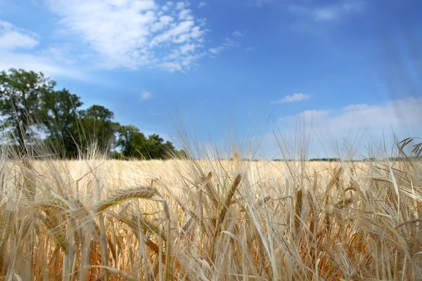Wheat field with deep blue background — Stock Photo, Image