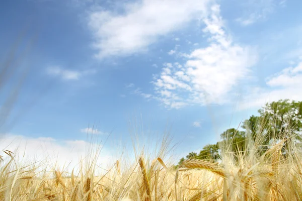 Wheat field with deep blue background — Stock Photo, Image