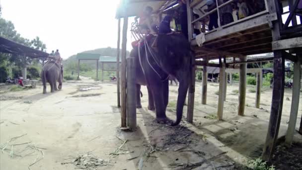 骑大象 — 图库视频影像