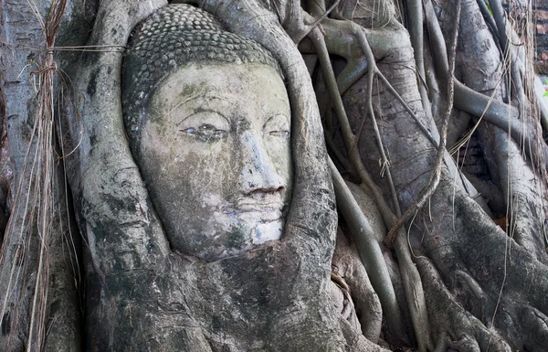 Buddha head encased in tree roots at the temple of Wat Mahatat in Ayutthaya ,Thailand. — Stock Photo, Image