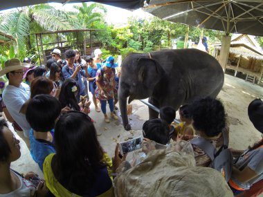 fil hayvanat bahçesi turistler bakmak