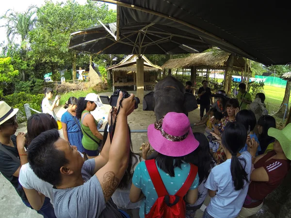 Туристы смотрят на слона в зоопарке — стоковое фото