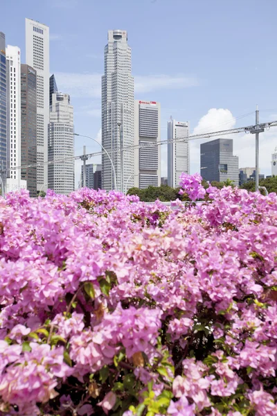 Skyscrapers and flowers — Stock Photo, Image