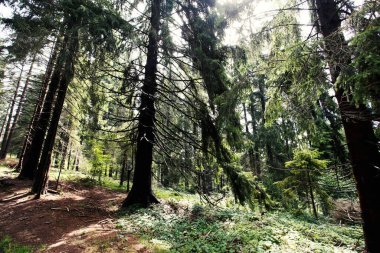 Dağ ormanlarının manzarası, Polonya, Avrupa