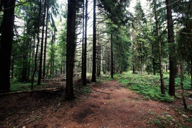 Dağ ormanlarının manzarası, Polonya, Avrupa