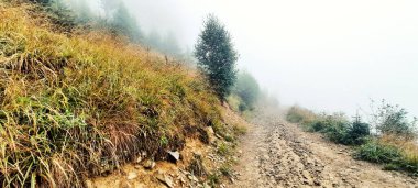 Sisli bir zamanda orman manzarası 