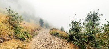 Sisli bir zamanda orman manzarası 