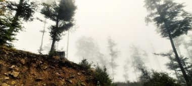 Sisli bir zamanda orman manzarası 