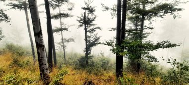 Sisli bir zamanda orman manzarası 