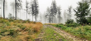 Sisli bir zamanda orman manzarası 