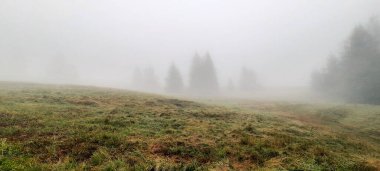 Sisli bir zamanda orman manzarası 