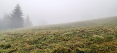 Sisli bir zamanda orman manzarası 