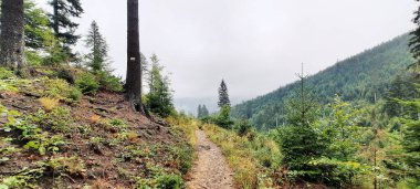 Ormanlı, Polonya ve Avrupa 'lı dağların manzarası