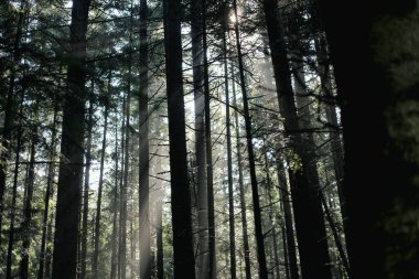 Ormanlı, Polonya ve Avrupa 'lı dağların manzarası