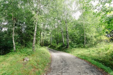 Ormanlı, Polonya ve Avrupa 'lı dağların manzarası