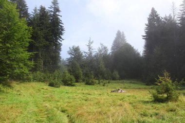 Ormanlı, Polonya ve Avrupa 'lı dağların manzarası