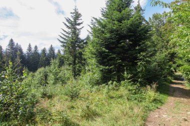 Ormanlı, Polonya ve Avrupa 'lı dağların manzarası