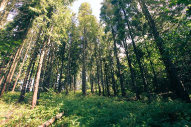 Ormanlı, Polonya ve Avrupa 'lı dağların manzarası