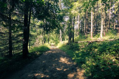 Ormanlı, Polonya ve Avrupa 'lı dağların manzarası
