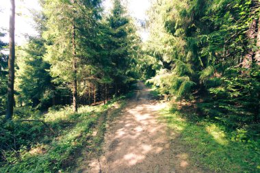 Ormanlı, Polonya ve Avrupa 'lı dağların manzarası