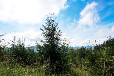 Ormanlı, Polonya ve Avrupa 'lı dağların manzarası