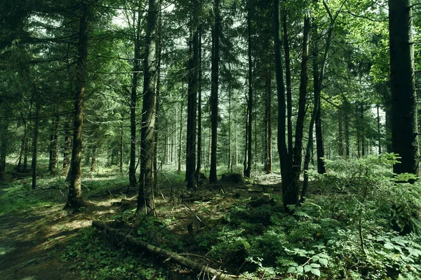 Paesaggio Della Foresta Montana Polonia Europa — Foto Stock