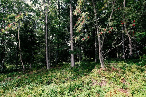 Paisaje Bosque Montaña Polonia Europa —  Fotos de Stock