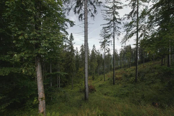 Пейзаж Горного Леса Польша Европа — стоковое фото