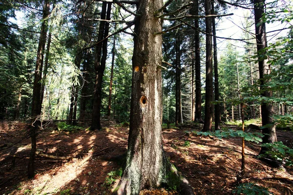 Paisagem Floresta Montanha Polônia Europa — Fotografia de Stock