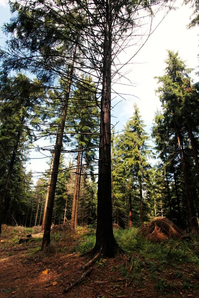 Krajina Horského Lesa Polsko Evropa — Stock fotografie