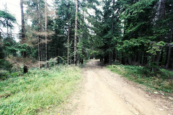 Krajobraz Górskiego Lasu Polska Europa — Zdjęcie stockowe