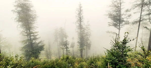 霧に包まれた森の風景 — ストック写真