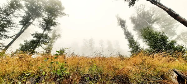 Paisagem Florestal Tempo Nebuloso — Fotografia de Stock