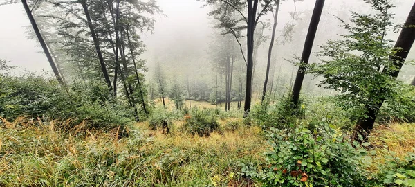 霧に包まれた森の風景 — ストック写真