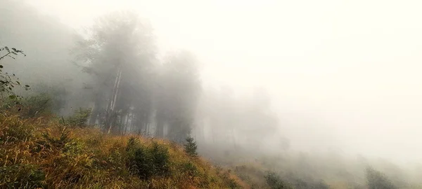 Лесной Пейзаж Туманное Время — стоковое фото