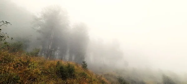 Paisagem Florestal Tempo Nebuloso — Fotografia de Stock