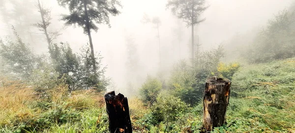 霧に包まれた森の風景 — ストック写真