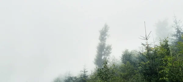 霧に包まれた森の風景 — ストック写真