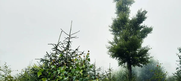 Pemandangan Hutan Dalam Waktu Berkabut — Stok Foto