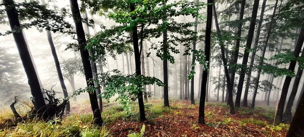 Paesaggio Forestale Nel Tempo Nebbioso — Foto Stock